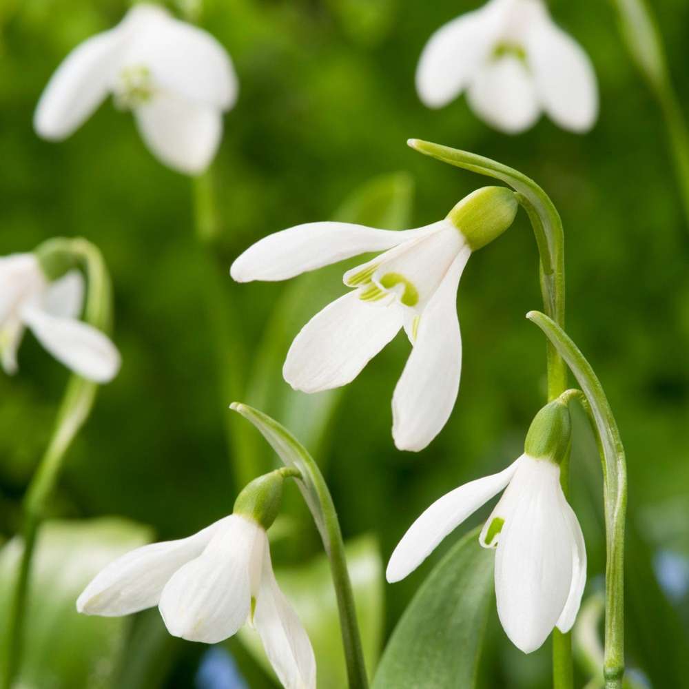 Snödroppe 'Woronowii'